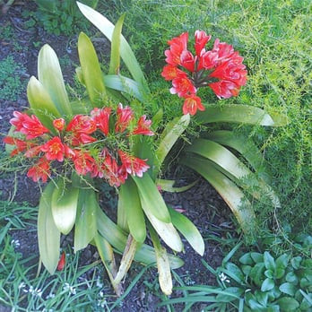 Clipper Terrace Community Garden - Clivia miniata (bush lily), native to South Africa - Community Gardens Near Me - San Francisco, California Clipper Terrace Community Garden - Clivia miniata (bush lily), native to South Africa - Community Gardens Near Me - San Francisco, California