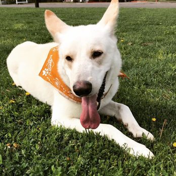 The Pawsh Dog - Pet Groomers Near Me - Sacramento, California The Pawsh Dog - Pet Groomers Near Me - Sacramento, California