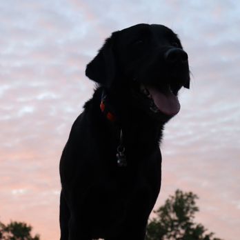 Prince K9 Training - Pet Training Near Me - Murfreesboro, Tennessee Prince K9 Training - Pet Training Near Me - Murfreesboro, Tennessee