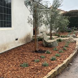 The Standard Design Group Nurseries - Fruitless Olive Trees