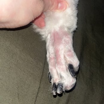 PNW Grooming - clipper burnt foot - Pet Groomers Near Me - Corvallis, Oregon