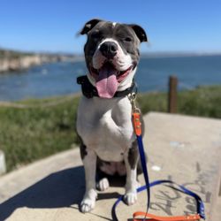 Nose to Tail Dog Training - 5 star pups!