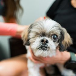 Serenity Holistic Vet - Ruby LOVES the camera! She continues to thrive with chiropractic care, acupuncture, herbs and a balanced whole food diet.