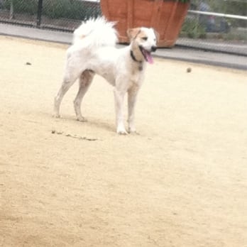 Eureka Valley Dog Park - Dog Parks Near Me - San Francisco, California