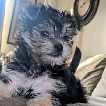 VEG ER for Pets - Alfie - Emergency Pet Hospital Near Me - Clifton, New Jersey VEG ER for Pets - Alfie - Emergency Pet Hospital Near Me - Clifton, New Jersey