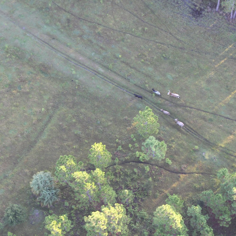 Aerostat Adventures, LLC - Hot Air Balloons Near Me - Orlando, Florida