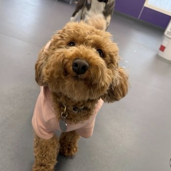 Central Bark Danbury - Pet Training Near Me - Danbury, Connecticut