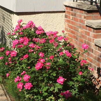 TerraTech Landscape Design - a pink rose bush in front of a house - Gardeners Near Me TerraTech Landscape Design - a pink rose bush in front of a house - Gardeners Near Me