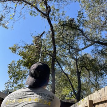 Godoy’s Wolves Tree Service & Landscape - a man trimming a tree - Tree Services Near Me