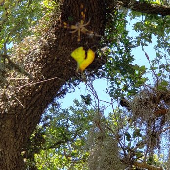 Brazos Bend State Park - Spider, look up - Parks Near Me - Needville, Texas Brazos Bend State Park - Spider, look up - Parks Near Me - Needville, Texas