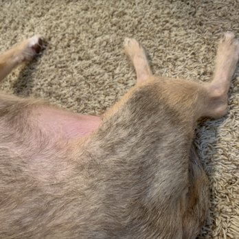 The Hound Hut - Patches of almost buzzed spots? - Pet Groomers Near Me - Arlington, Texas