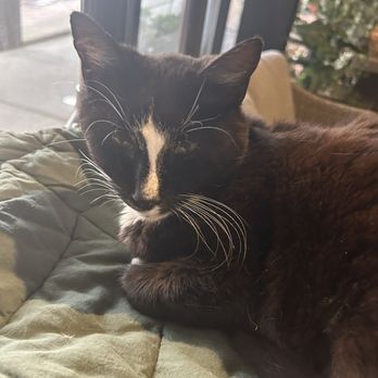 Cats at Play Cafe - Cats! - Themed Cafes Near Me - Asheville, North Carolina