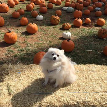 Boa Vista Orchards - Decisions what pumkin - Fruits & Veggies Near Me - Placerville, California