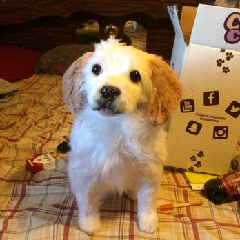 Cuddle Clones - Pet Stores Near Me - Akron, Ohio