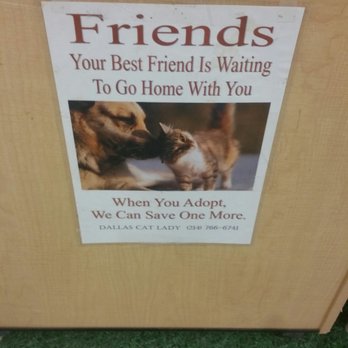 Petco - Cats available for adoption - Pet Stores Near Me - Dallas, Texas