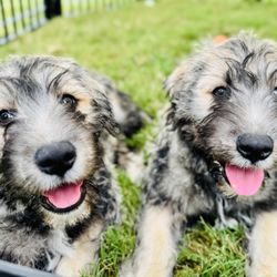 Apollo Dog Training - Teddy & Bear during their Board & Train