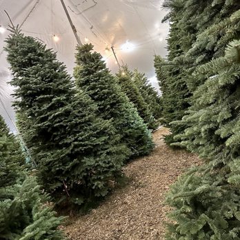 Patton Christmas Trees - Christmas Trees Near Me - Dallas, Texas Patton Christmas Trees - Christmas Trees Near Me - Dallas, Texas