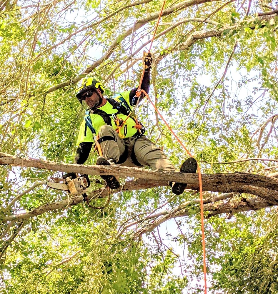 Family Tree Services - tree service in Pleasant Grove, UT