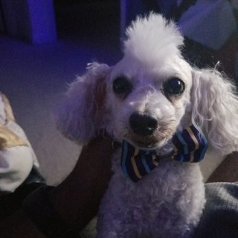 Comforts Of Home Pet Sitting Llc Pet Sitting Indianapolis In
