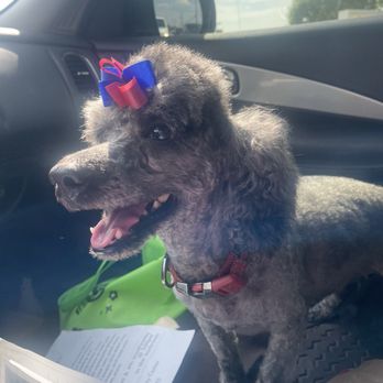 PetSmart - Poodle cut - Pet Training Near Me - Cedar Hill, Texas
