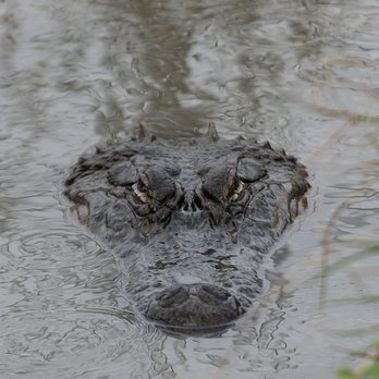 Crocodile Encounter - Never smile at a crocodile...or alligator. - Zoos Near Me - Angleton, Texas
