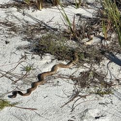 Catfish Creek Preserve State Park - Coachwhip Racer at Catfish Creek State Park.