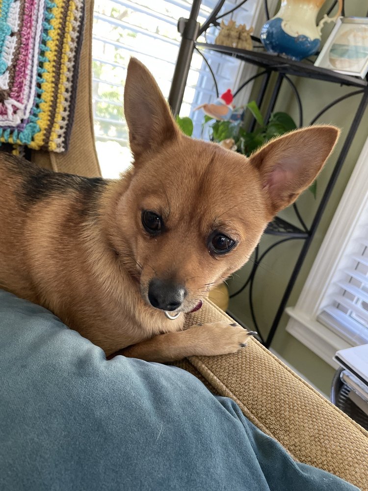 Mountain View Veterinary Services Image