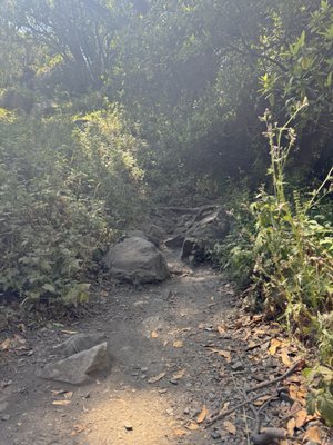 Salmon Creek Falls by null