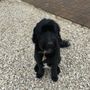 Photo of Dogs' Choice Grooming Llc