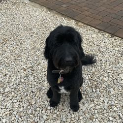 Dogs' Choice Grooming Llc - Finn's new haircut!