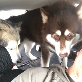 L & M Ventures Pet Spa by Safeway - Two happy customers! - Pet Groomers Near Me - Firestone, Colorado L & M Ventures Pet Spa by Safeway - Two happy customers! - Pet Groomers Near Me - Firestone, Colorado