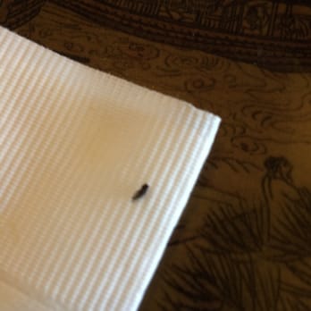 Hana Sushi - This is the fly that crawl out of the sushi roll. - Sushi Bars Near Me - Menifee, California Hana Sushi - This is the fly that crawl out of the sushi roll. - Sushi Bars Near Me - Menifee, California