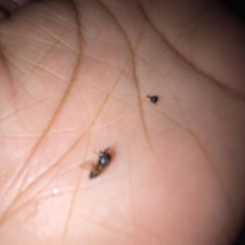 Chick-fil-A - Dead fly - Fast Food Near Me - Goldsboro, North Carolina Chick-fil-A - Dead fly - Fast Food Near Me - Goldsboro, North Carolina