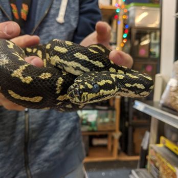 Trinity Pet - Carpet python - Reptile Shops Near Me - Port Jervis, New York Trinity Pet - Carpet python - Reptile Shops Near Me - Port Jervis, New York