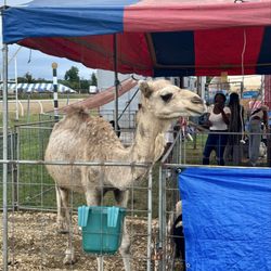 Prince George's County Fair