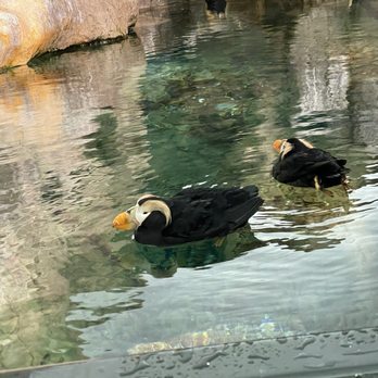 Saint Louis Zoo - Puffins - Zoos Near Me - St Louis, Missouri