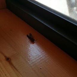 These are some of the wasps that we had to kill... We killed about 10. These are some of the wasps that we had to kill... We killed about 10.