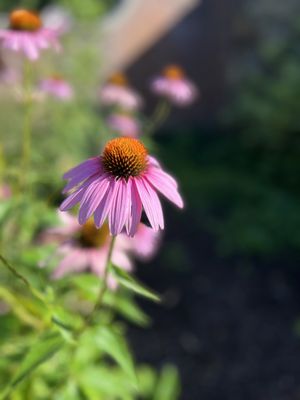 Lewis Ginter Botanical Garden by null