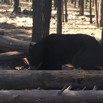 Bearizona - Zoos Near Me - Williams, Arizona