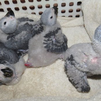 Feathered Friends - Baby Congo African Greys - Pet Adoption Near Me - Kingman, Arizona Feathered Friends - Baby Congo African Greys - Pet Adoption Near Me - Kingman, Arizona