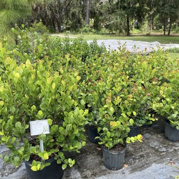 Sweet Bay Nursery - Home & Garden Near Me - Parrish, Florida Sweet Bay Nursery - Home & Garden Near Me - Parrish, Florida