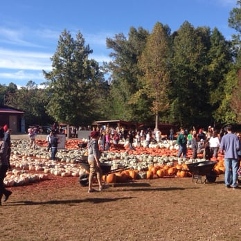 Burt's Pumpkin Farm - Hundreds of pumpkins ranging from $1-75+ - Fruits & Veggies Near Me - Dawsonville, Georgia Burt's Pumpkin Farm - Hundreds of pumpkins ranging from $1-75+ - Fruits & Veggies Near Me - Dawsonville, Georgia