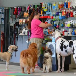 Talk Dog Toledo - CHeryl offering the dogs a treat in the barn shop