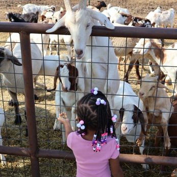 Preston Trail Farms - Feeding the animals - Hardware Stores Near Me - Gunter, Texas Preston Trail Farms - Feeding the animals - Hardware Stores Near Me - Gunter, Texas