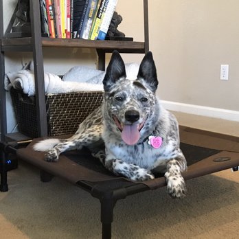 Ideal Canine - Place training with Ideal Canine - Pet Training Near Me Ideal Canine - Place training with Ideal Canine - Pet Training Near Me