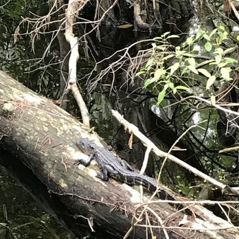 Audubon's Corkscrew Swamp Sanctuary - Hiking Near Me - Naples, Florida Audubon's Corkscrew Swamp Sanctuary - Hiking Near Me - Naples, Florida