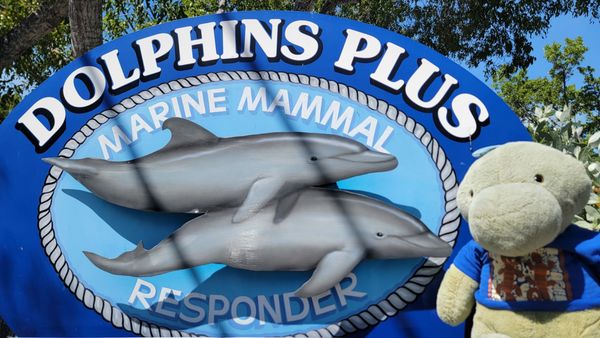 Dolphins Plus Marine Mammal Responder by null