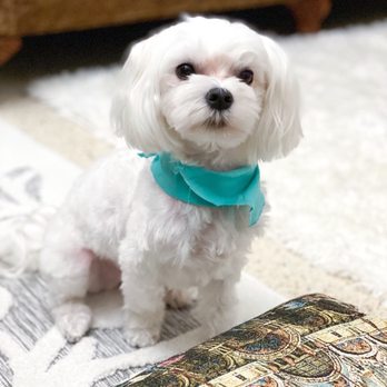 Fluff Bar - Pet Groomers Near Me - Scottsdale, Arizona