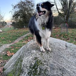 Unleashed Dog Camp - Dog