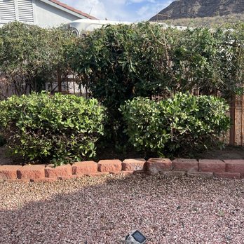 Julio Juarez Tree Trimming - After trimming - Tree Services Near Me Julio Juarez Tree Trimming - After trimming - Tree Services Near Me